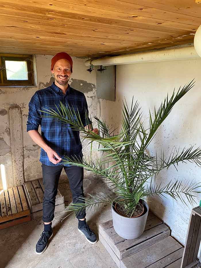 Overvintring av terrassepalmer Overvintring av terrassepalmer