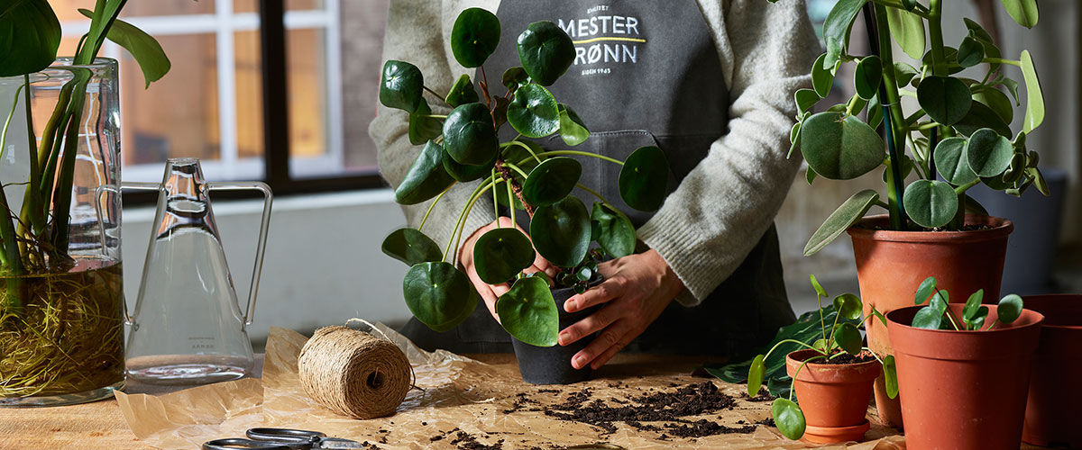 Grønne planter ompotting