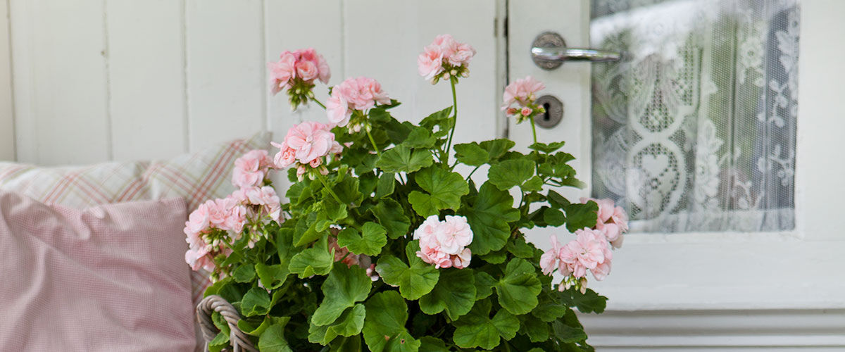 pelargonia pelargonia