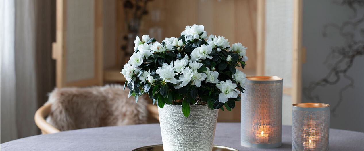 hvit azalea til jul