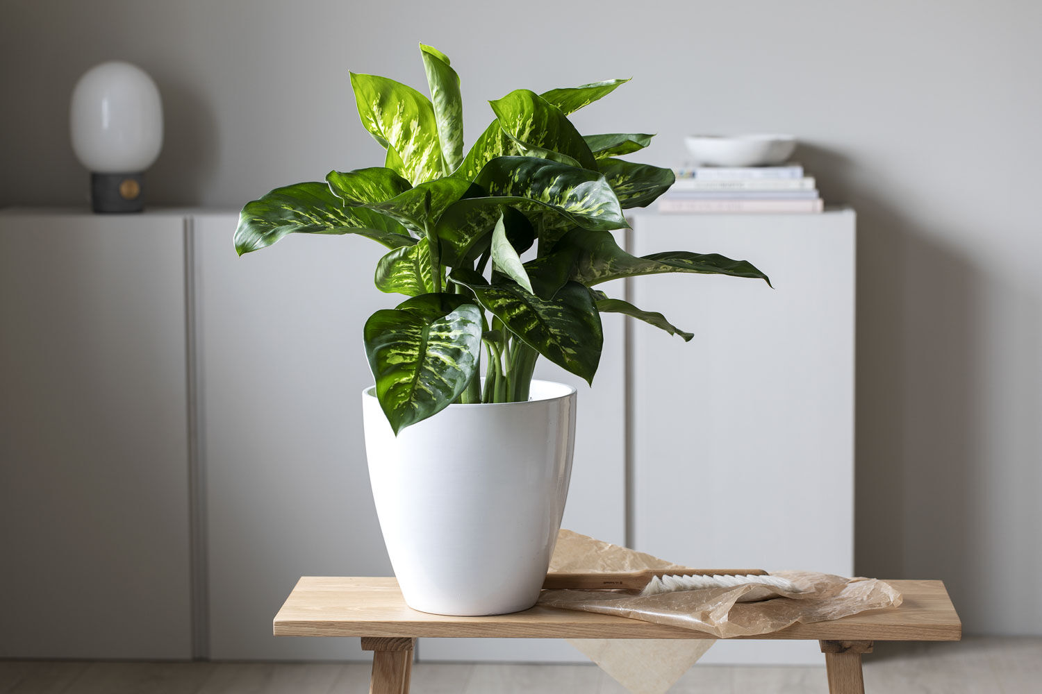 Dieffenbachia Dieffenbachia