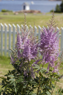 astilbe med sine vakre fjærlignende blomster astilbe med sine vakre fjærlignende blomster