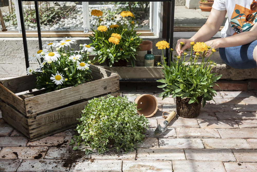 Prestekrage, Coreopsis og kløver