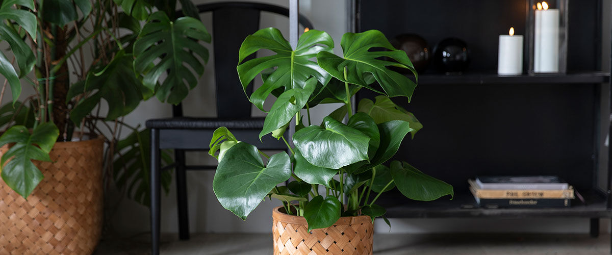 grønne planter monstera