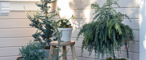 inngangsparti med sedertre og vintergrønt