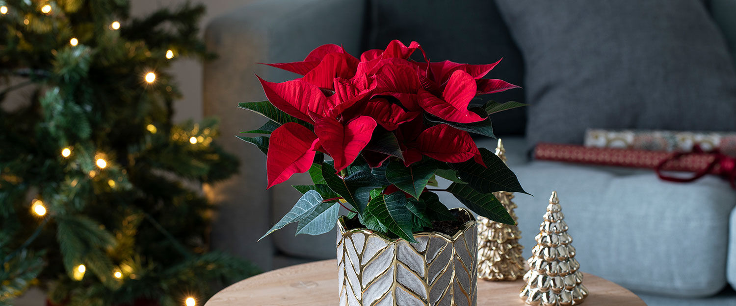 amaryllus og eucalyptus i vase til jul