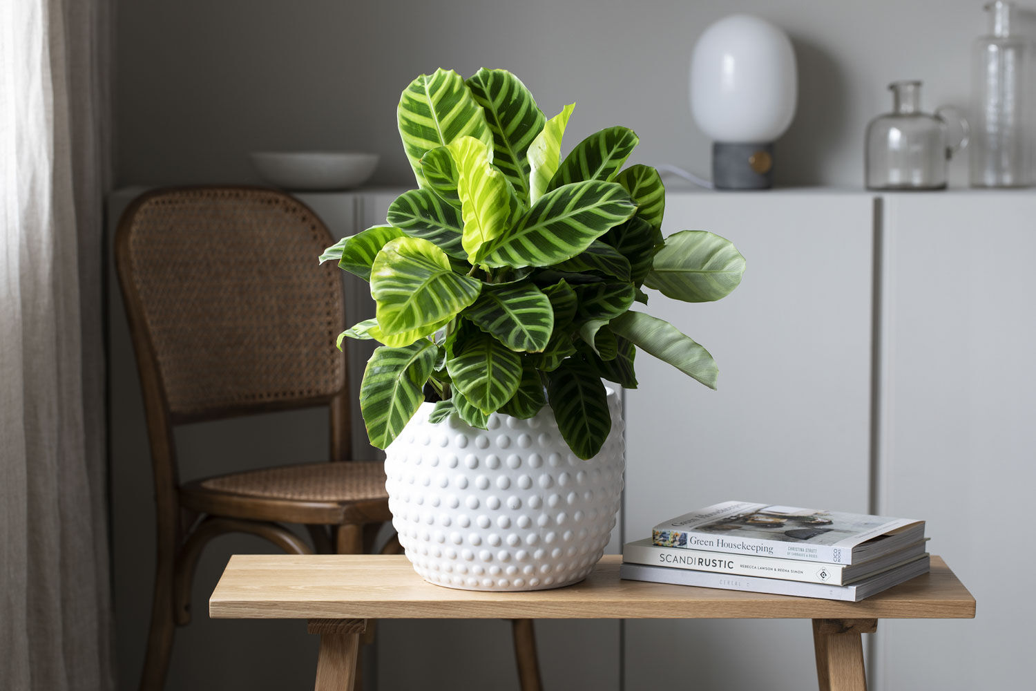 Stilig med grønnplanter i de nye Dots pottene. Stilig med grønnplanter i de nye Dots pottene.