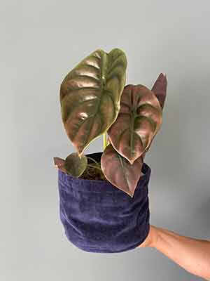 Alocasia Red Secret Alocasia Red Secret