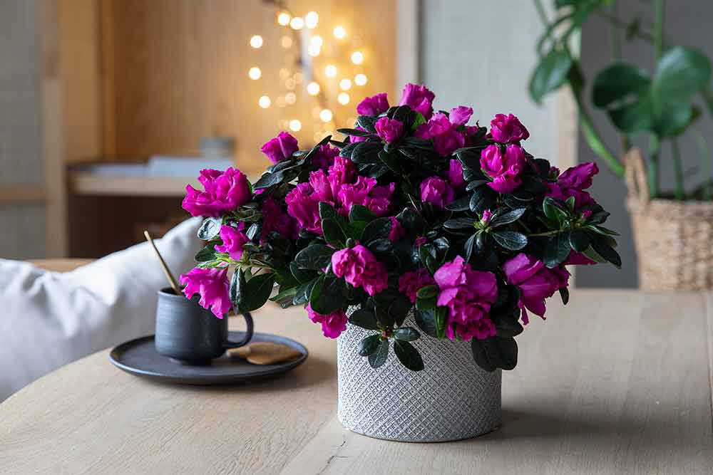 azalea trives best når den får rikelig med lys og ikke står for varmt azalea trives best når den får rikelig med lys og ikke står for varmt
