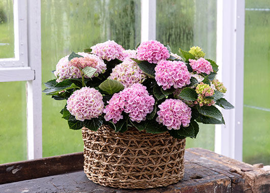 Hortensia Magical