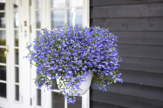 frodig og flott lobelia ampel frodig og flott lobelia ampel