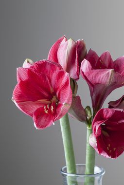 amaryllis hercules amaryllis hercules
