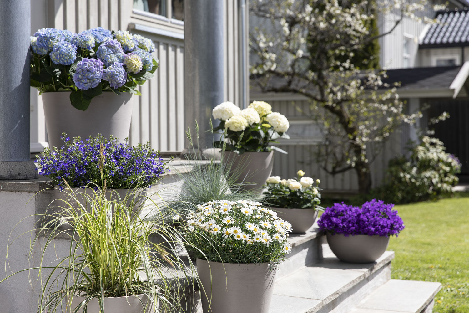 Margeritt og sommerblomster på trappen Margeritt og sommerblomster på trappen