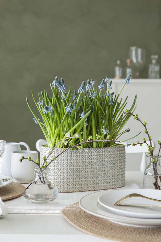 muscari i perlemor potte muscari i perlemor potte