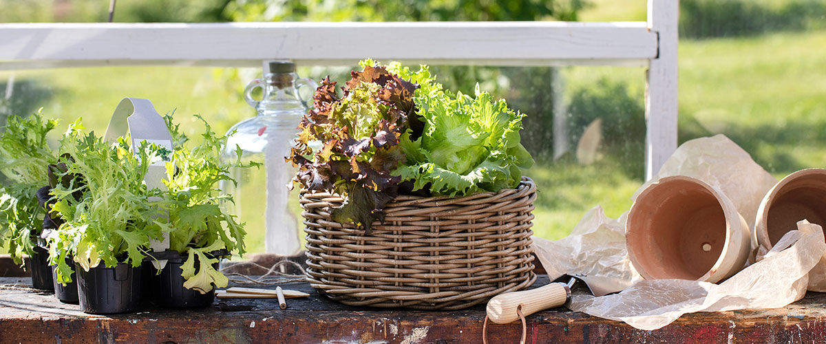 Dyrk selv salat, sukkererter og bladpersille