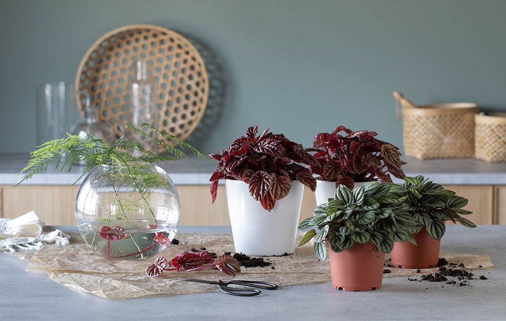 Peperomia Peperomia