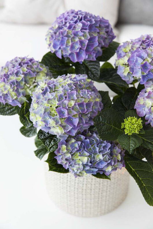 Fargerik og frisk hortensia Fargerik og frisk hortensia