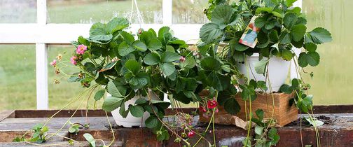 Jordbærplanter