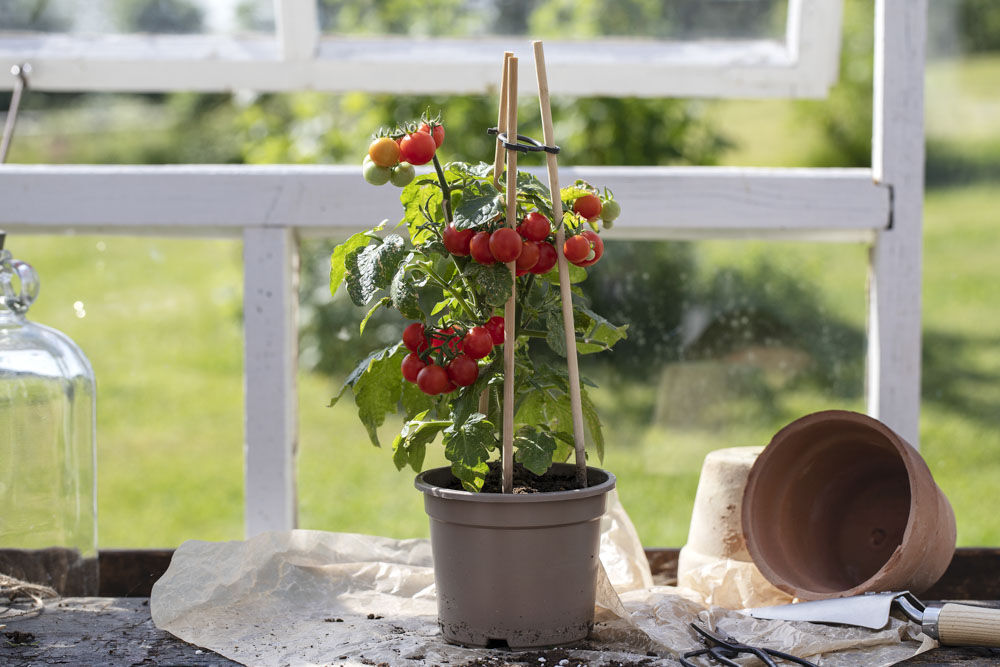 Tomatplanter