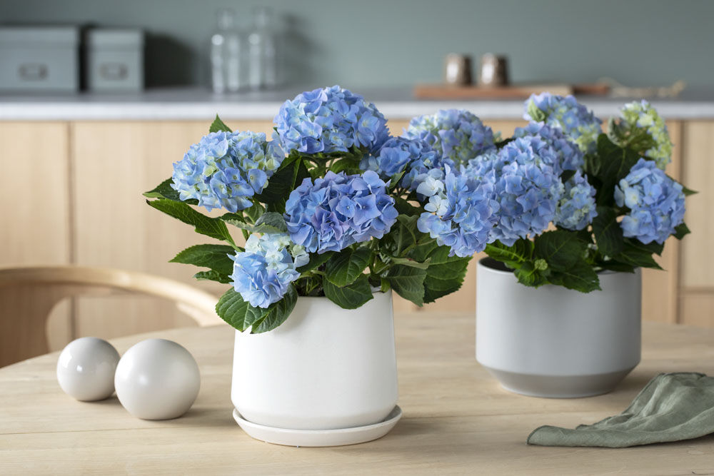 Hortensia Hortensia