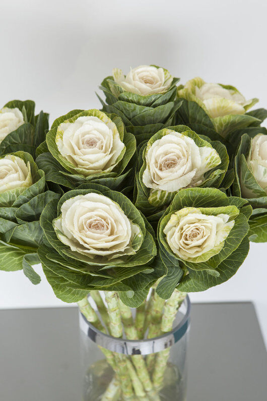 pyntekaal brassica pyntekaal brassica