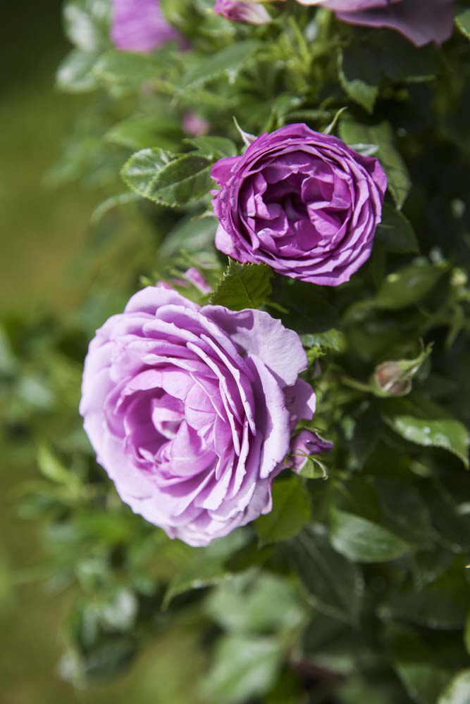 Hagerose Hagerose