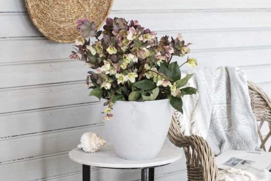 helleborus trives godt i krukke utenfor inngangsdøren helleborus trives godt i krukke utenfor inngangsdøren