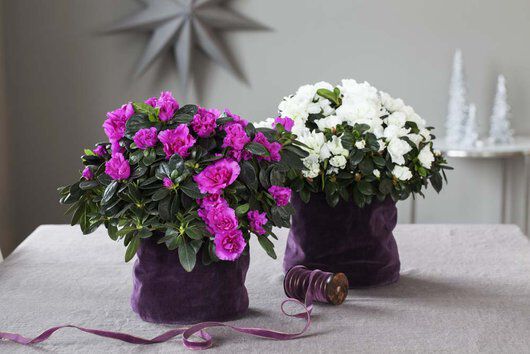 azalea trives i grow-in selvvanningspotte azalea trives i grow-in selvvanningspotte
