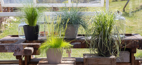 Prydgress, festuca, carex