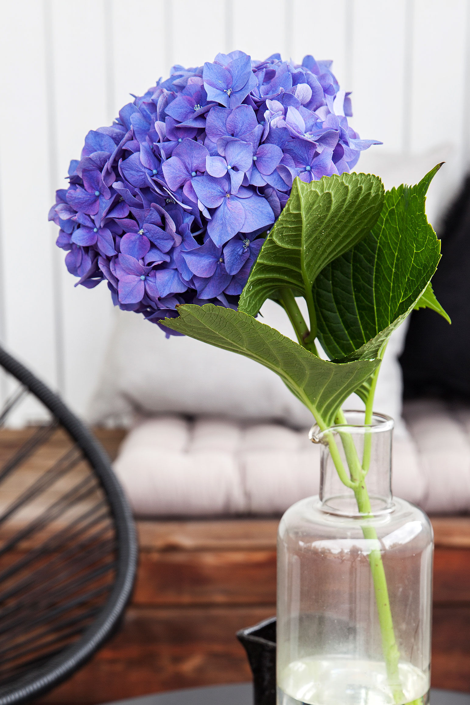 Blå hortensia