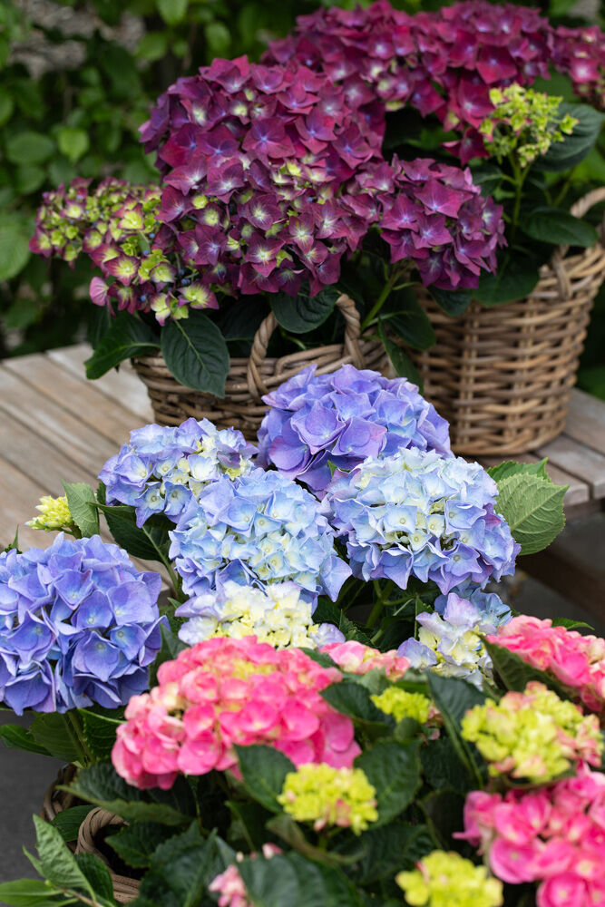hortensia i ulike farger