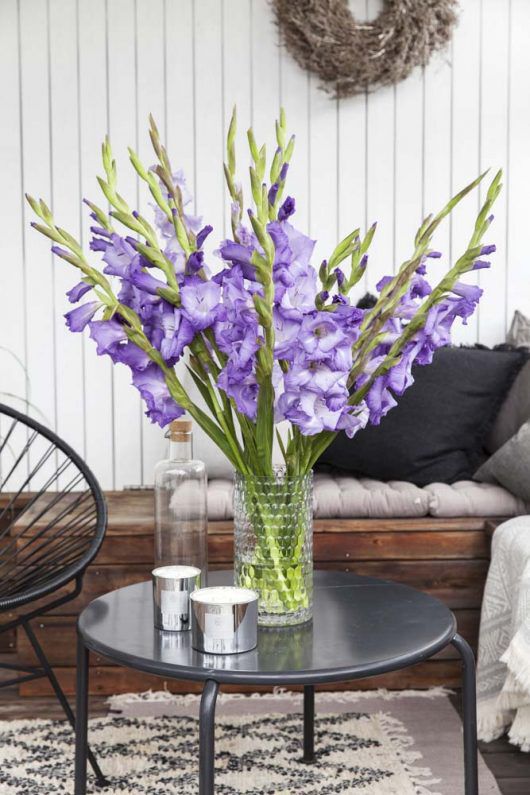 Lilla gladioler i vase