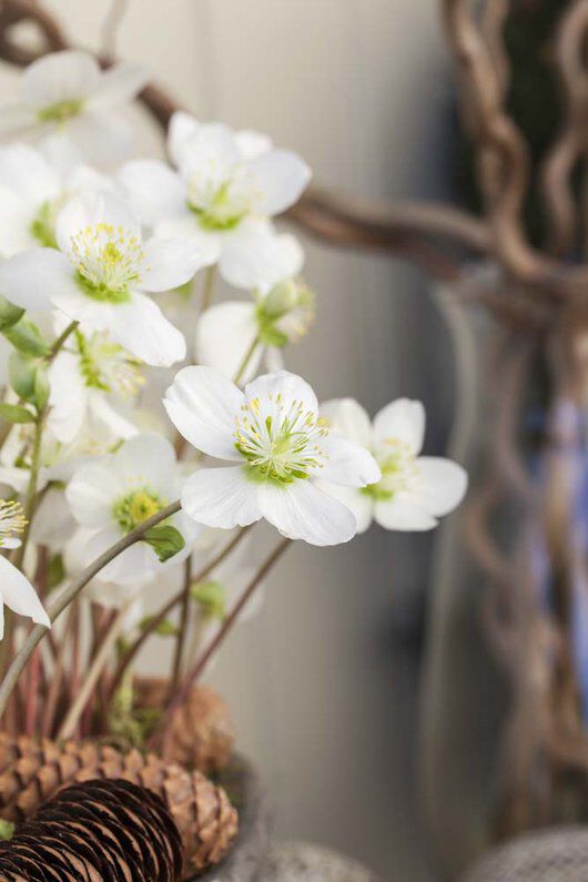 Helleborus julerose Helleborus julerose