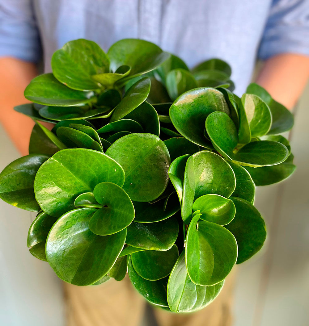 peperomia peperomia
