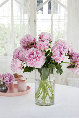 rosa peoner i vase