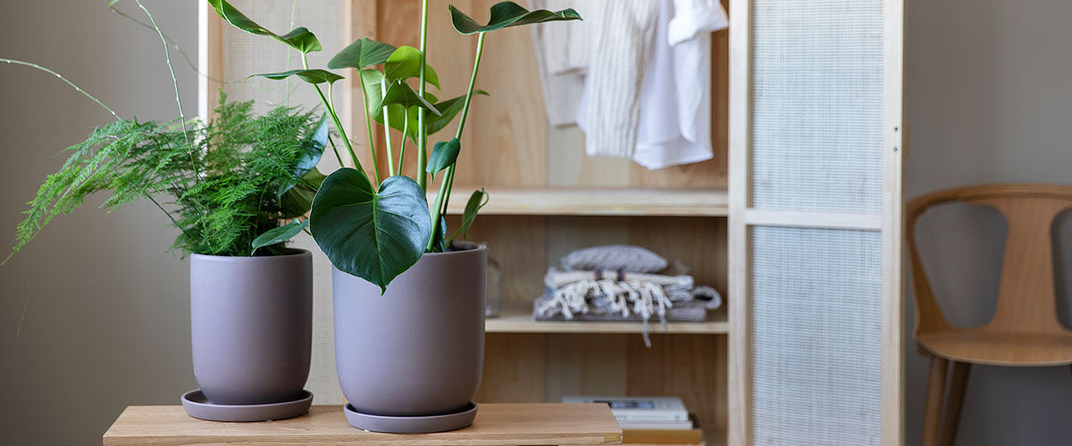 grønne planter