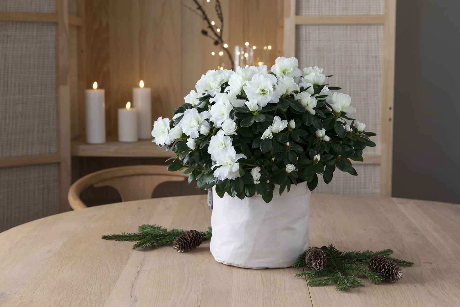 azalea trives i grow-in selvvanningspotte azalea trives i grow-in selvvanningspotte