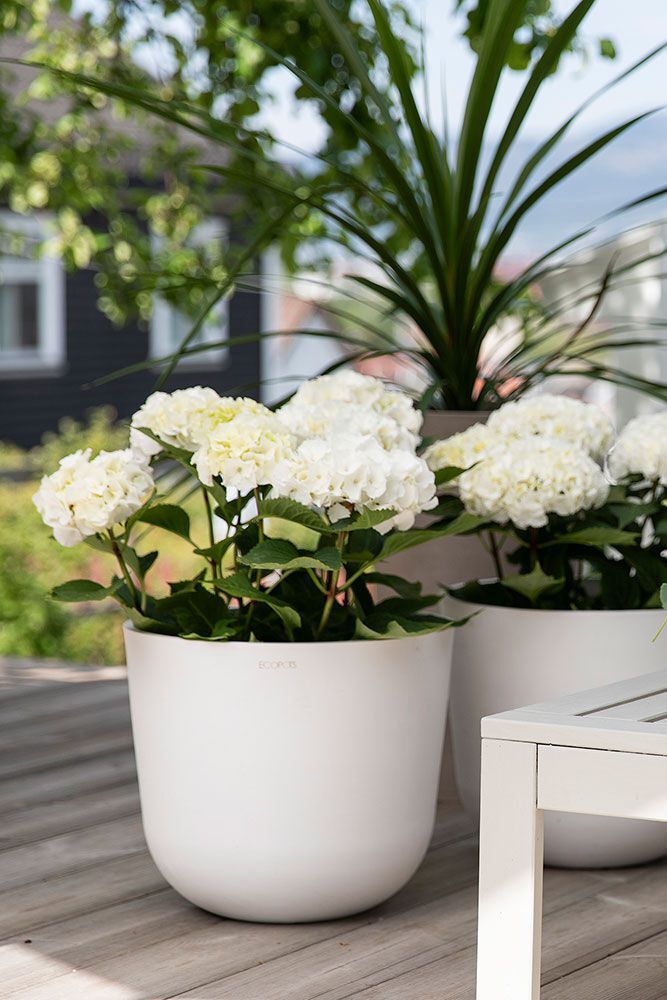 Sommerblomster i store utepotter