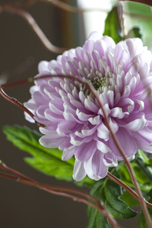 krysantemum finnes også som store fylte blomster krysantemum finnes også som store fylte blomster