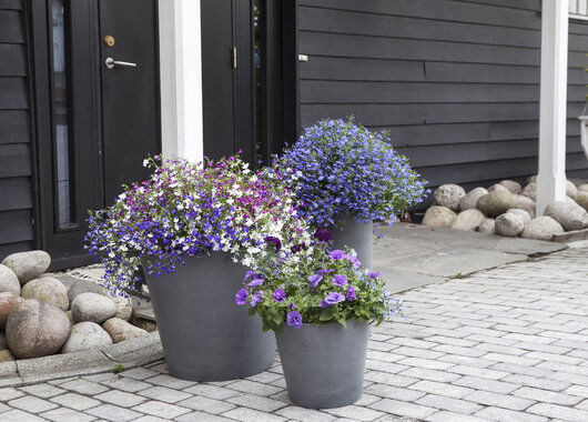 Inngangsparti med lobelia plantet i ecopot Inngangsparti med lobelia plantet i ecopot
