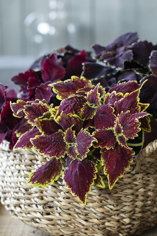 Coleus praktspragle i kurv Coleus praktspragle i kurv