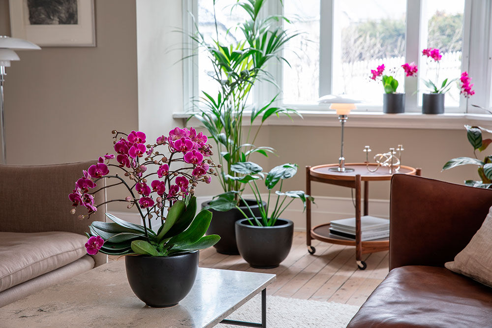 Orkide i stuen