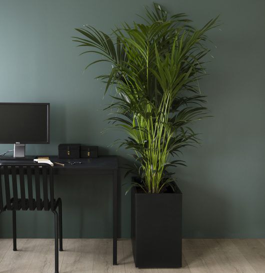 Areca Areca