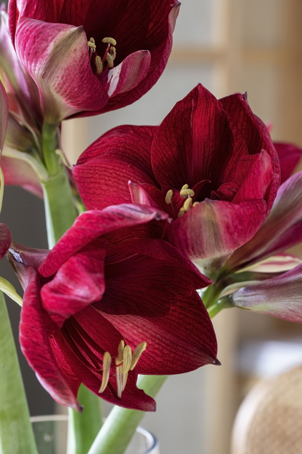 Amaryllis