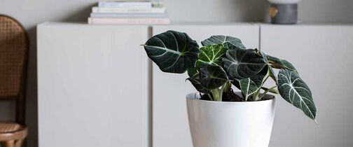 alt-du-trenger-vite-om-alocasia