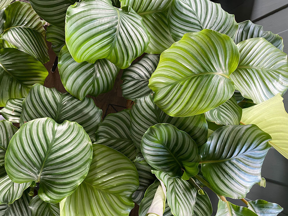 calathea orbifolia calathea orbifolia