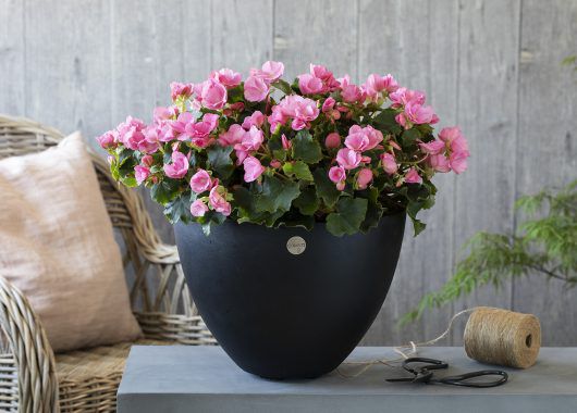 Betulia kommer i fargene rosa og rød Betulia kommer i fargene rosa og rød