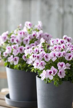 engelsk pelargonia engelsk pelargonia