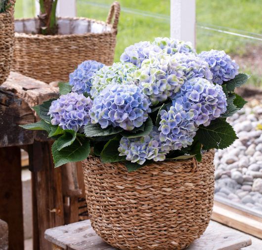hortensia magical kommer også i en blå fargetone hortensia magical kommer også i en blå fargetone