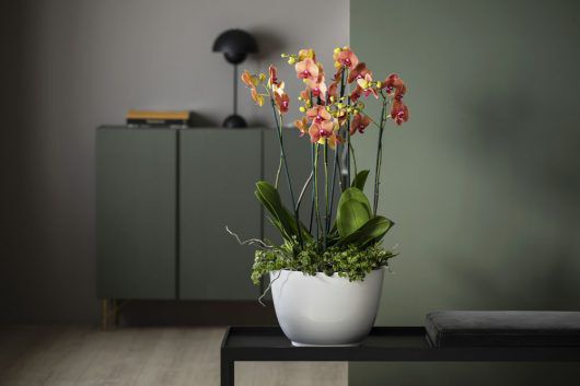phalaenopsis orkide i gyldne farger i potte phalaenopsis orkide i gyldne farger i potte